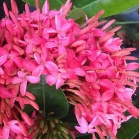 Ixora Long (Singapore Hybrid Ixora) - Plant